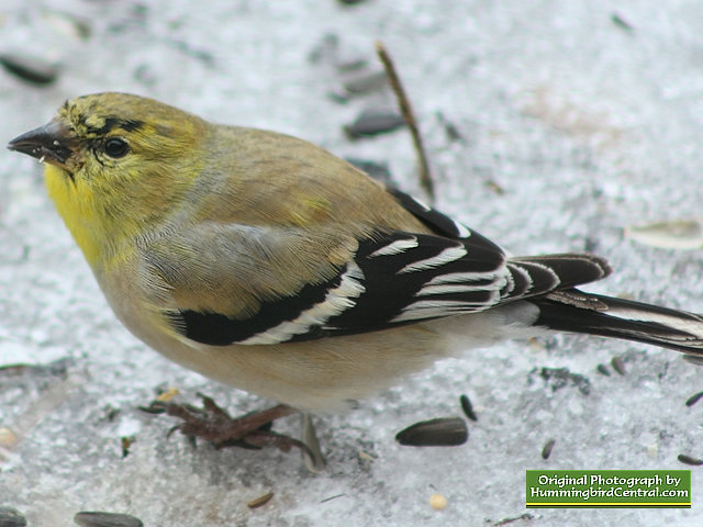 Goldfinch ... surviving in a brutal winter