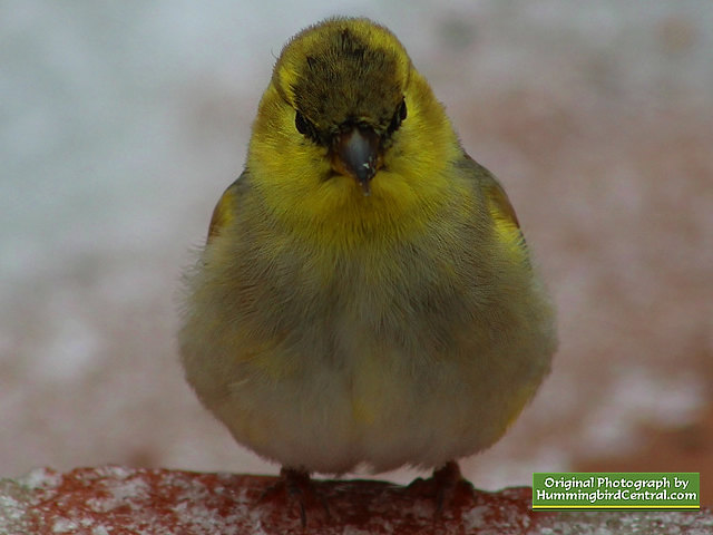 Head-on view of a Goldfinch on a gray winter day