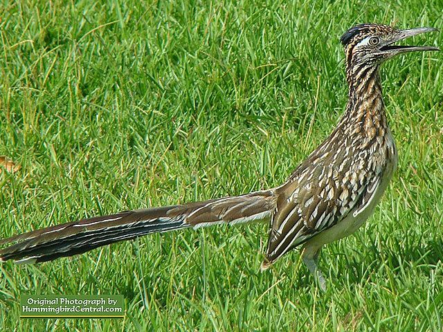 The incredible Roadrunner ... looking for lunch during the summer