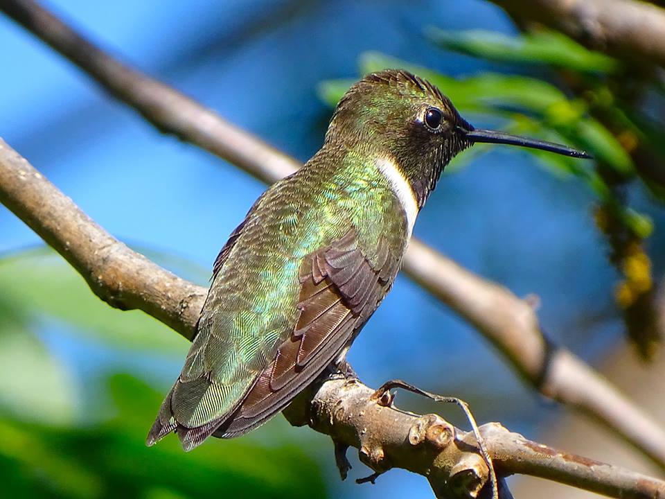 Black-Chinned Hummingbird in Southern California
