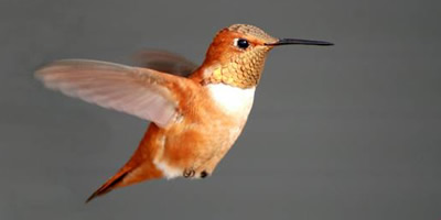 2018-rufous-hummingbird.jpg