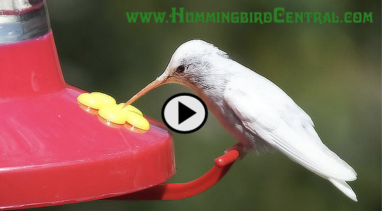 click to view a video about the white albino, lecistic and pied hummingbirds!