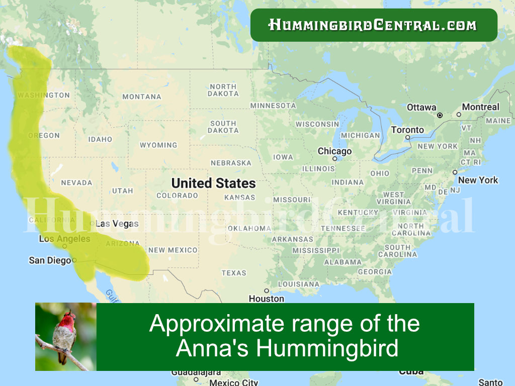 Range map of the Anna's Hummingbird in the United States and Canada