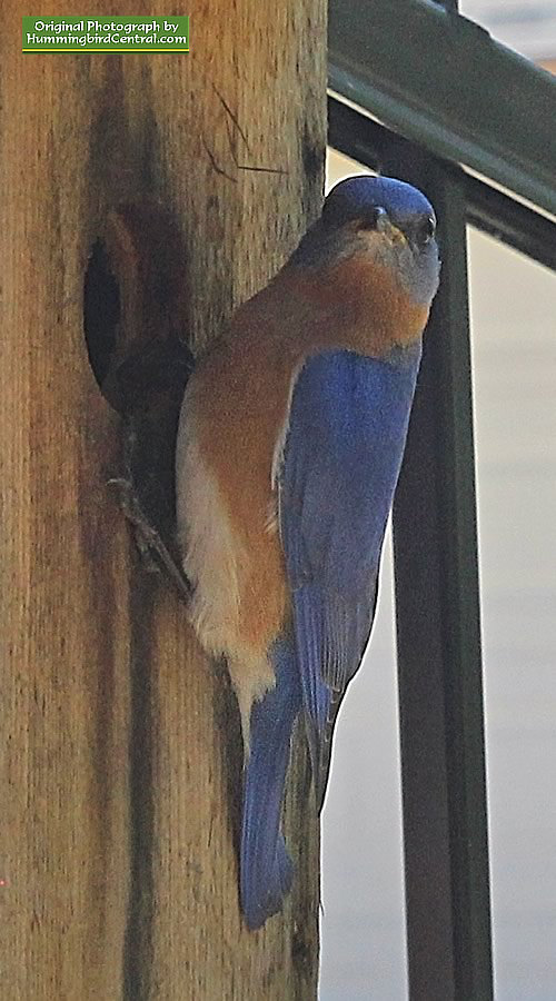 Bluebird checking out a new home