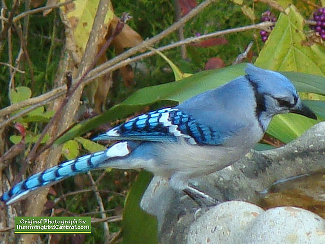 A Blue Jay stops for a drink at the bird bath