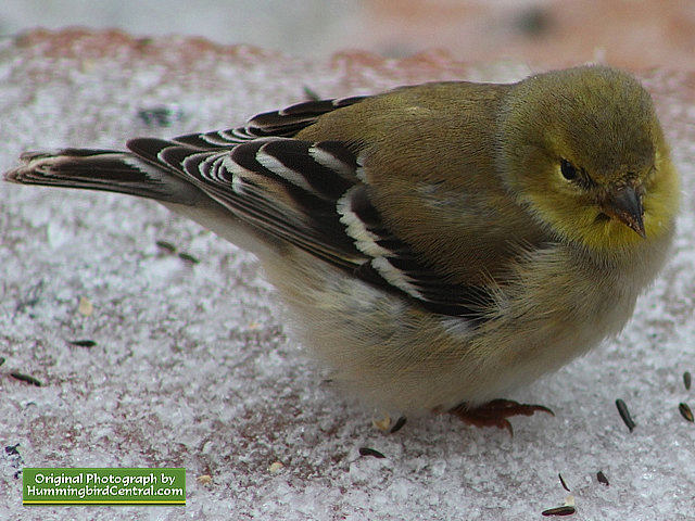 Goldfinch feeding in the sleet on a cold winter day