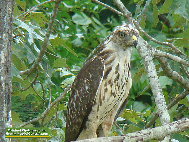 The Hawk watches carefully over the backyard aviary