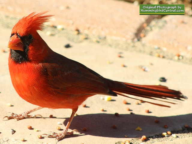 Male Northern Cardinal with feathers blowing in the breeze