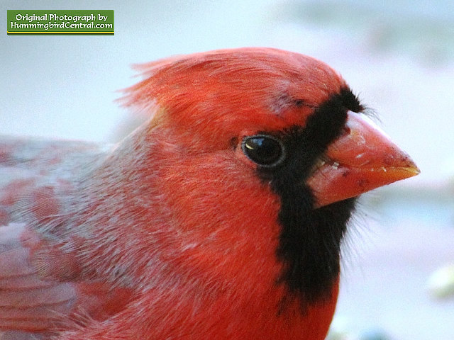Up close and personal with a beautiful male Northern Cardinal