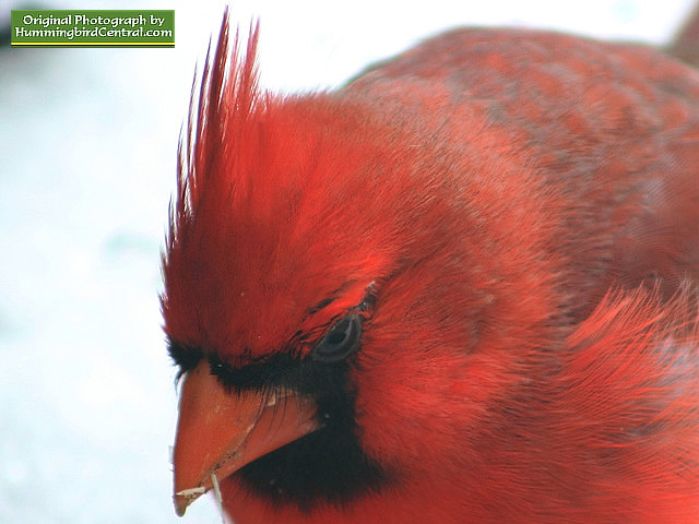 Bright winter plumage on a male Cardinal