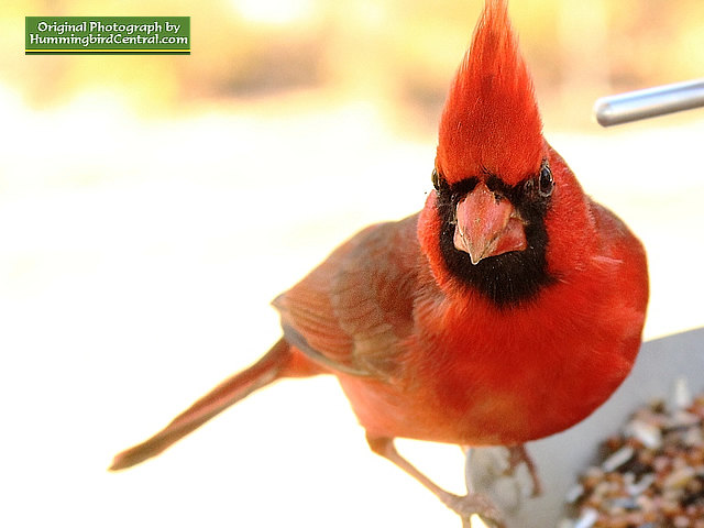 Head-on view of a brilliant Northern Cardinal