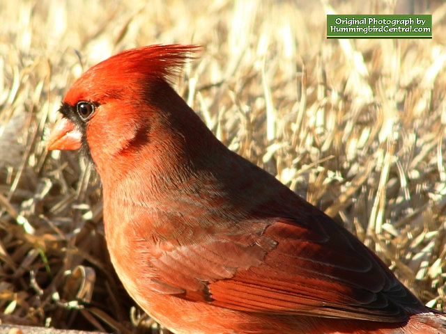 A male Northern Cardinal seen against the dry grass of winter