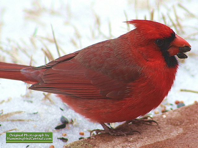 Male Cardinal enjoying a black sunflower seed in the snow