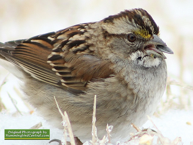 A Sparrow deals with life during a brutal, cold winter day