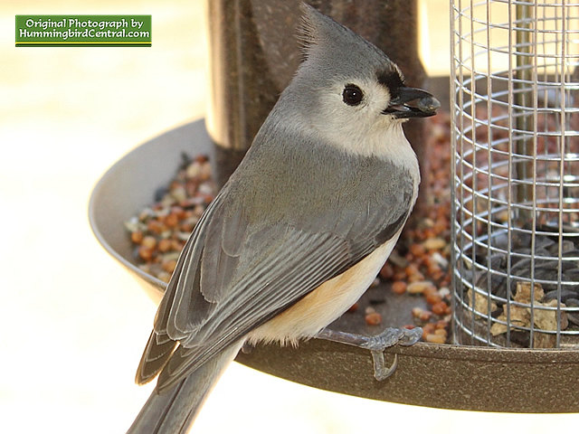 A beautiful Titmouse ready to dine on a black sunflower seed