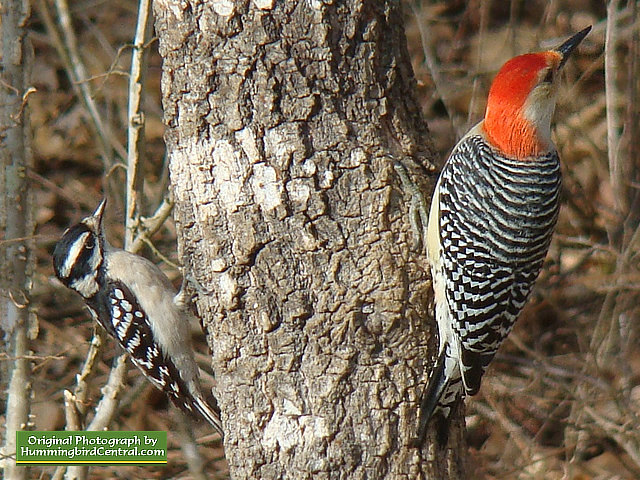 Here a Downy Woodpecker (left) and a Red-Breasted Woodpecker (right) share a spot on a tree trunk