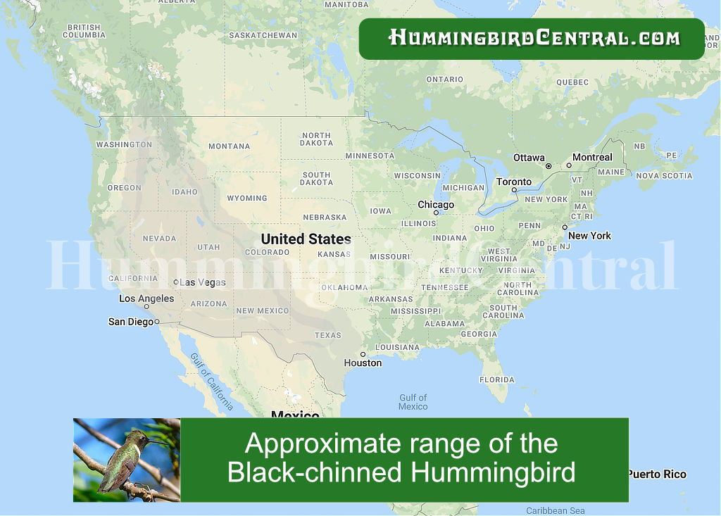 Map showing the approximate range of the Black-chinned Hummingbird in the United States