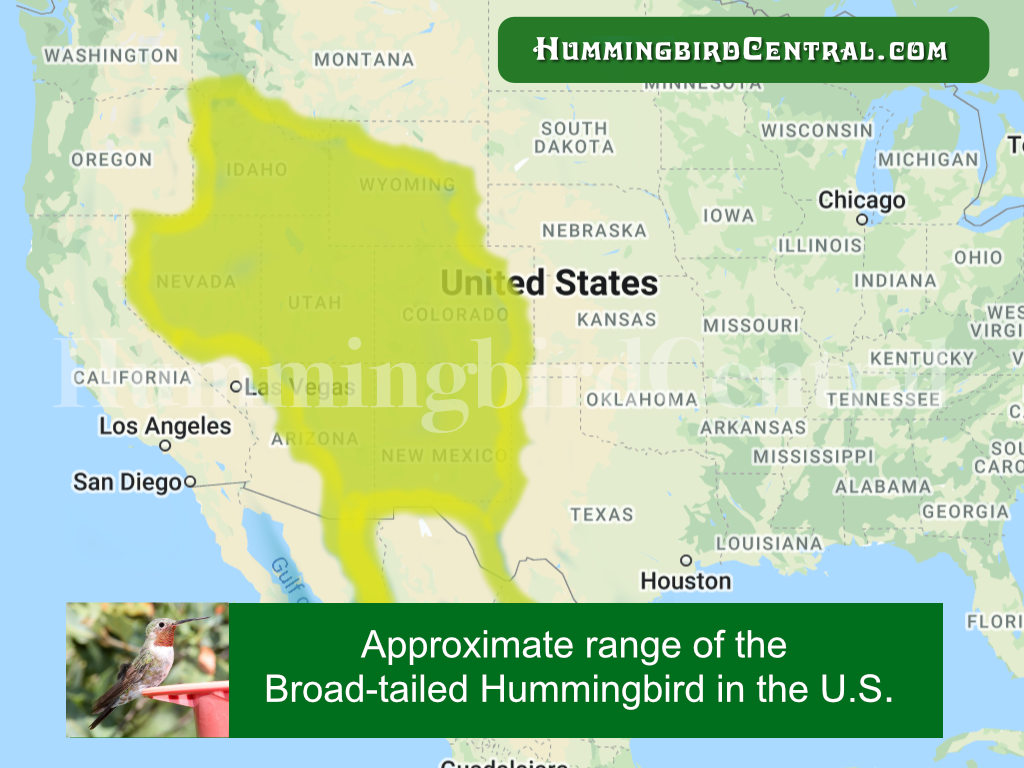 Range of the Broad-tailed Hummingbird in the United States