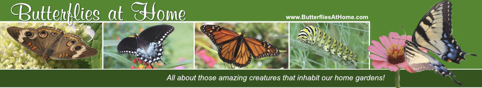Butterflies At Home: butterfly species, Swallowtail comparisons, Monarchs, photos, and more!