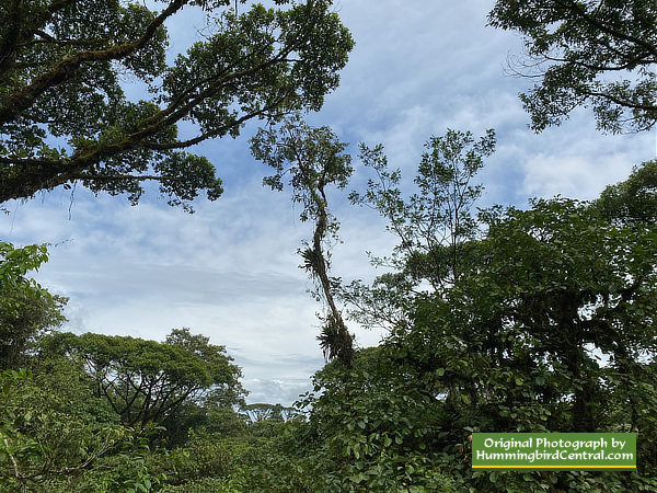 Rain forest in Costa Rica