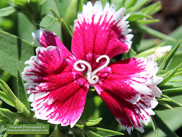 Pink and White Dianthus