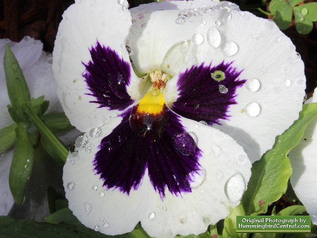White Majestic Giant Pansy