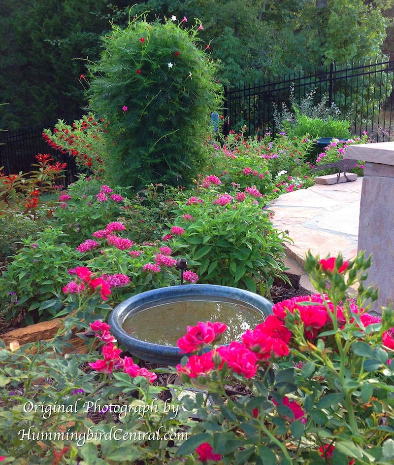 The Hummingbird Central garden, providing valuable food, water and shelter for hummingbirds