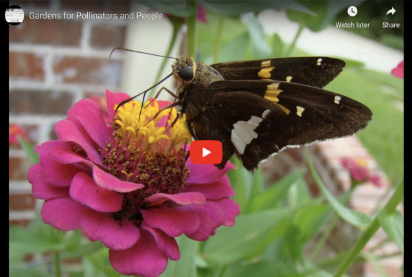 Click to view the Hummingbird Central video about pollinators in the home gardens