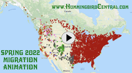 click to view an animated version of the spring 2022 hummingbird migration