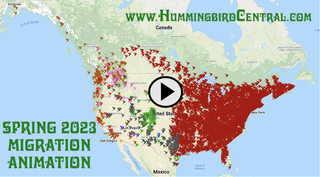 click to view an animated version of the spring 2023 hummingbird migration