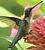 Hummingbird Central
