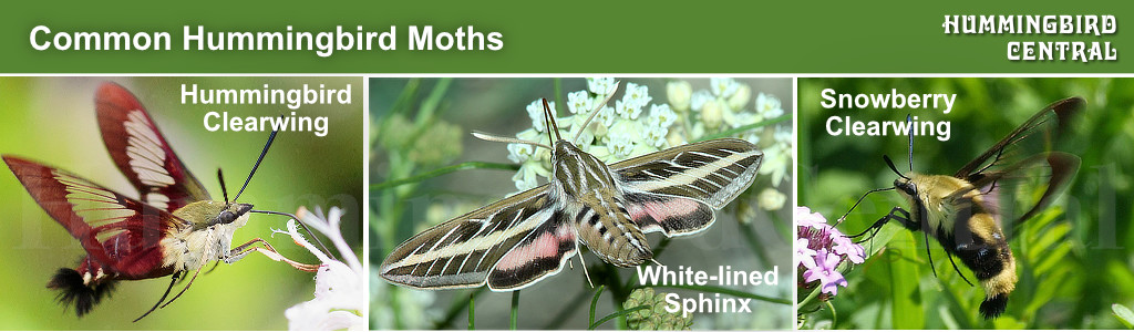 Common species of Hummingbird Moths ... a side-by-side comparison