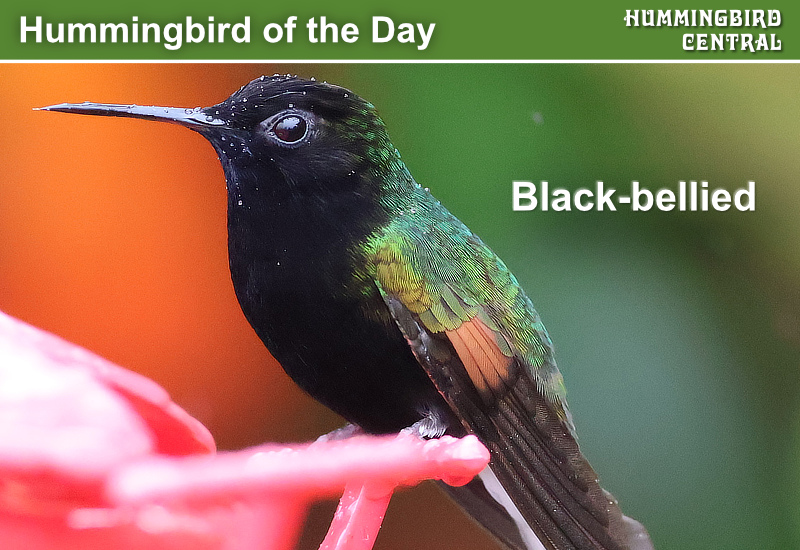 Hummingbird of the Day: Black-bellied