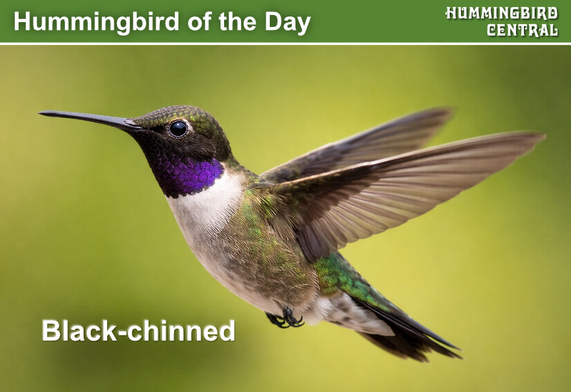 Hummingbird of the Day: Black-chinned