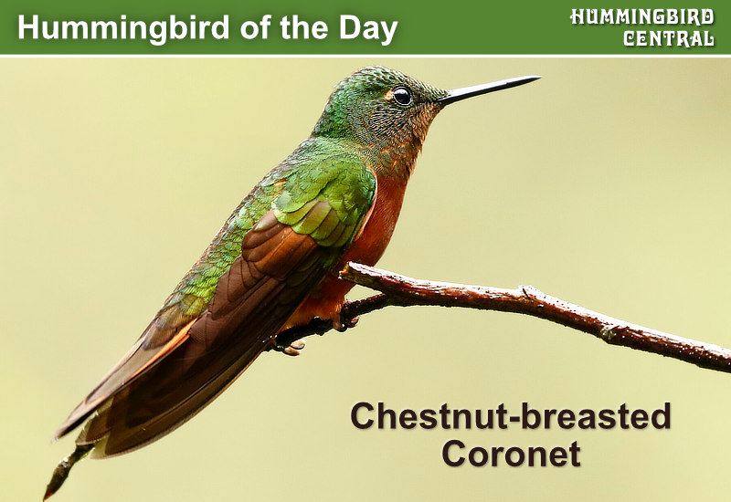 Hummingbird of the Day: Chestnut-breasted Coronet