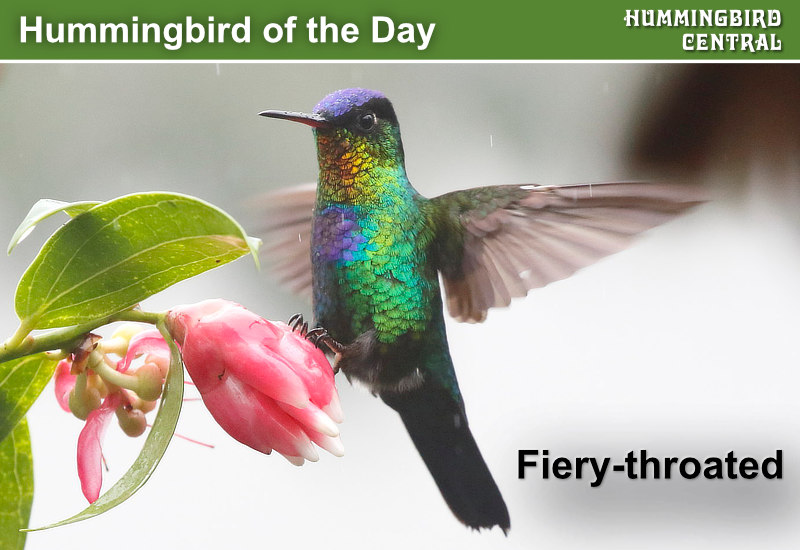 Hummingbird of the Day: Fiery-throated