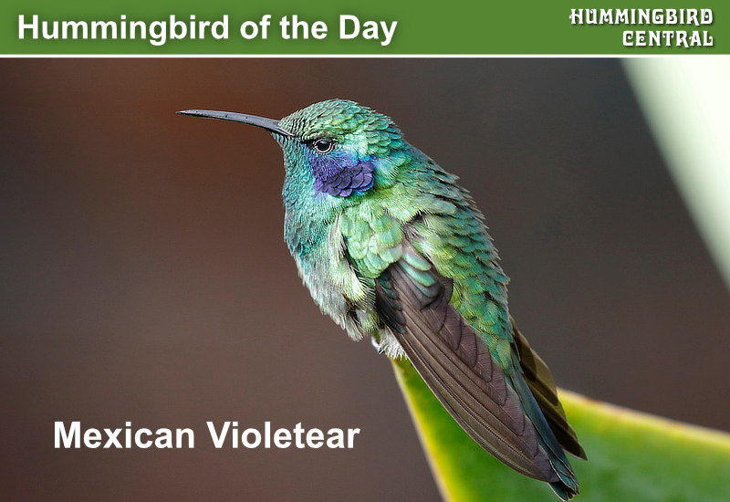 Hummingbird of the Day ... Mexican Violetear