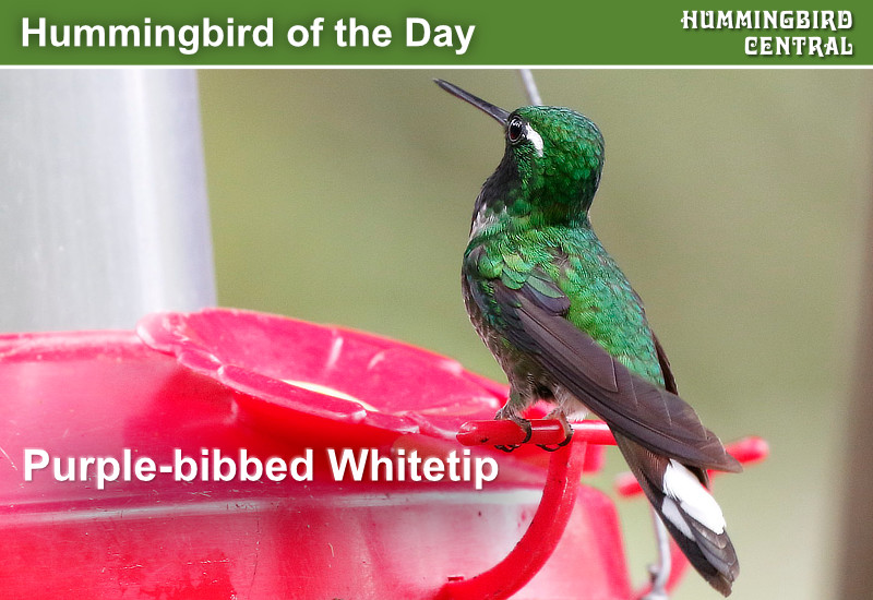 Hummingbird of the Day: Purple-bibbed Whitetip
