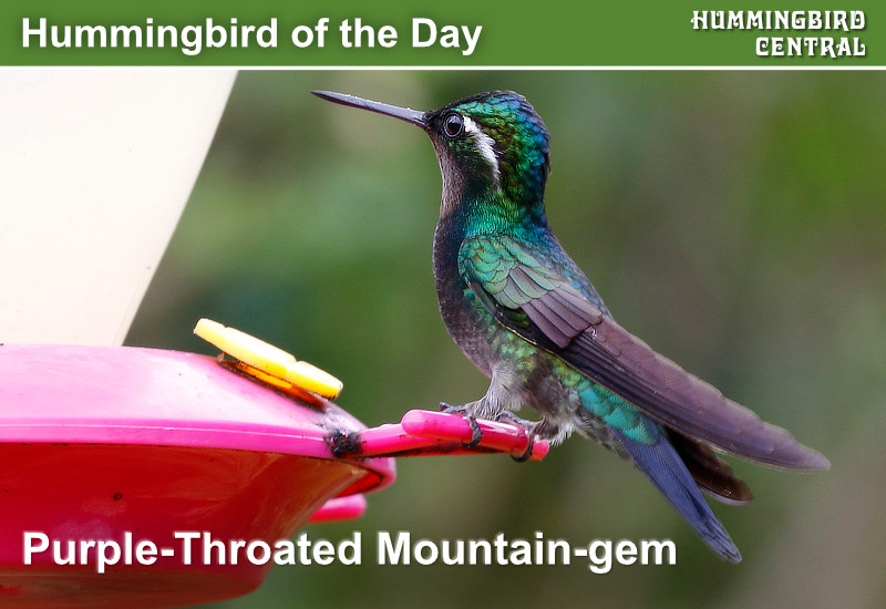 Hummingbird of the Day: Purple-throated Mountain-gem