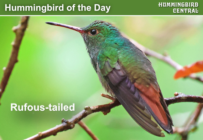 Hummingbird of the Day: Rufous-tailed