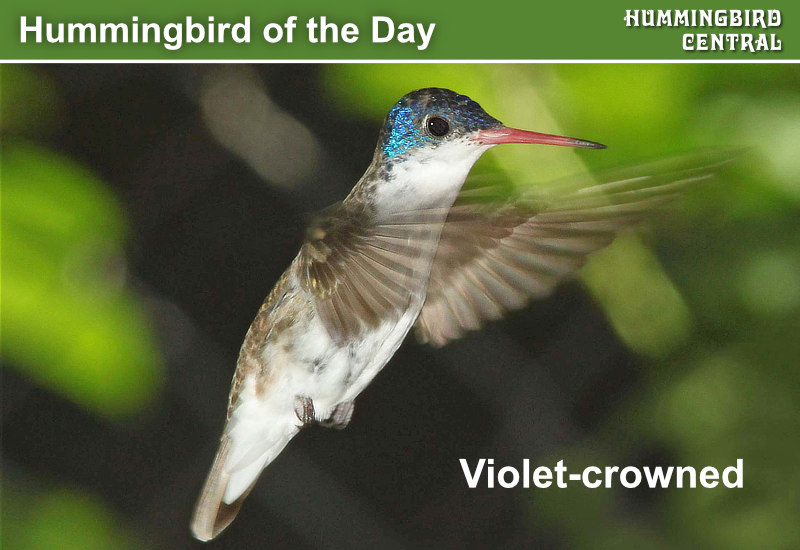 Hummingbird of the Day: Violet-crowned