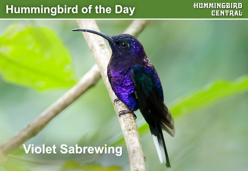 Hummingbird of the Day: Violet Sabrewing