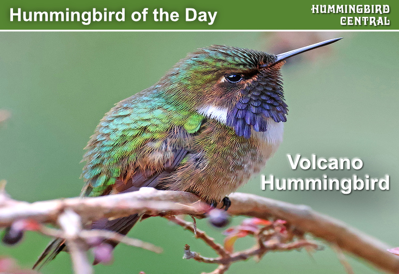 Hummingbird of the Day: Volcano Hummingbird, seen here in Costa Rica in 2026