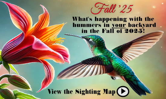 What's happening with the hummingbirds in backyards in the Fall of 2025 ... view the map of sightings!