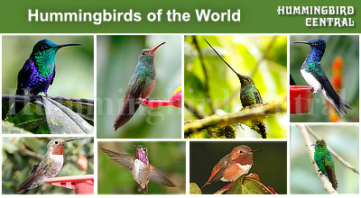 Click to learn about the Hummingbirds of the World, found only in the Western Hemisphere
