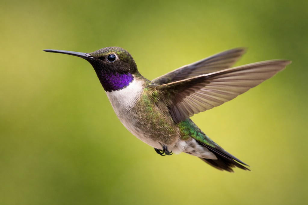 Male Black-chinned Hummingbird in flight
