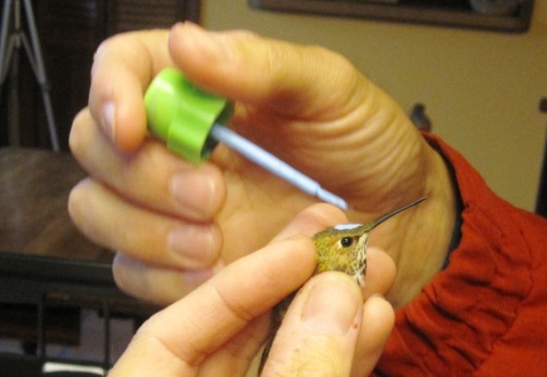 Female Rufous Hummingbird showing temporary color marking
