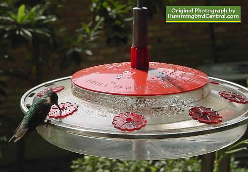 Flat, horizontal 8 feeding station hummingbird feeder