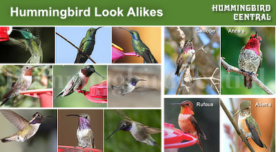 Many hummingbirds look alike ... how do I tell the difference?