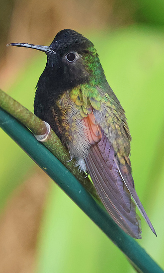 Black-bellied Hummingbird